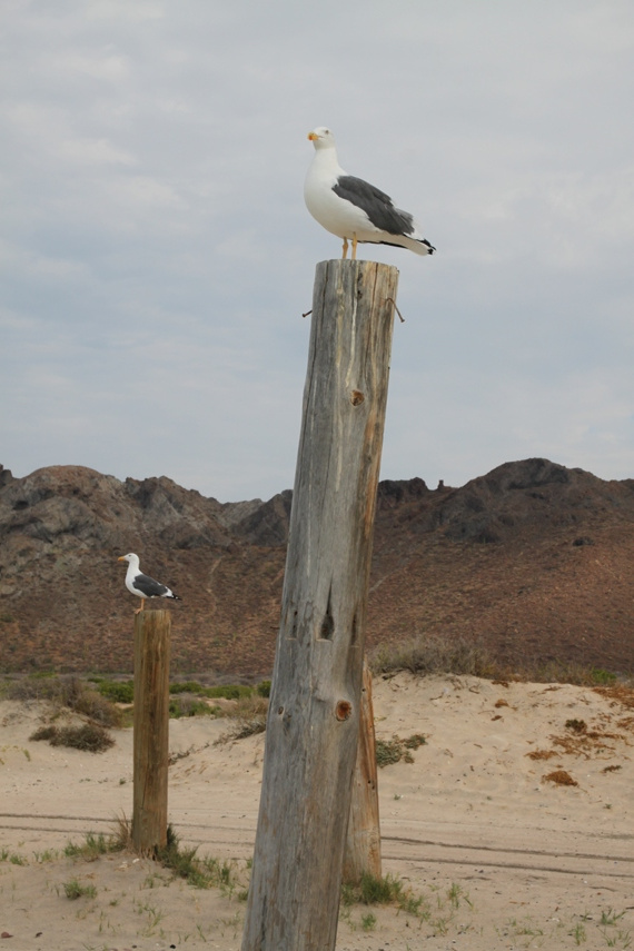 Playa El Tecolote, La Paz